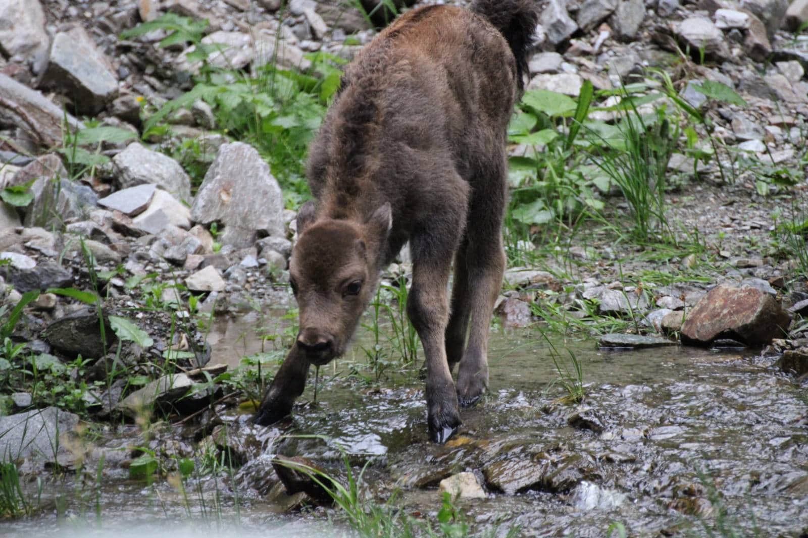 S-a născut primul zimbru de anul acesta în Munții Făgăraș (foto)