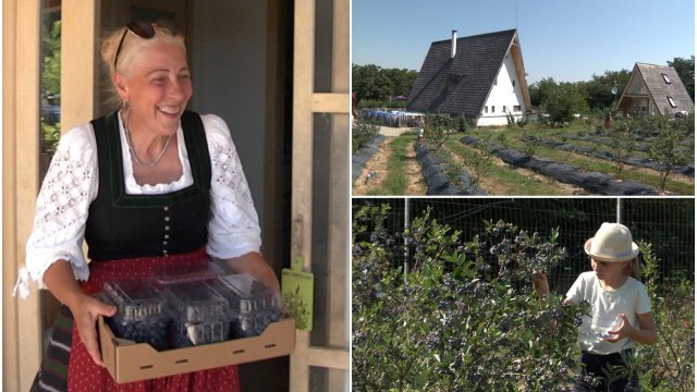 o familie din sibiu a dat lovitura cu o afacere cu afine. totul a pornit de la două plante cumpărate dintr-o seră