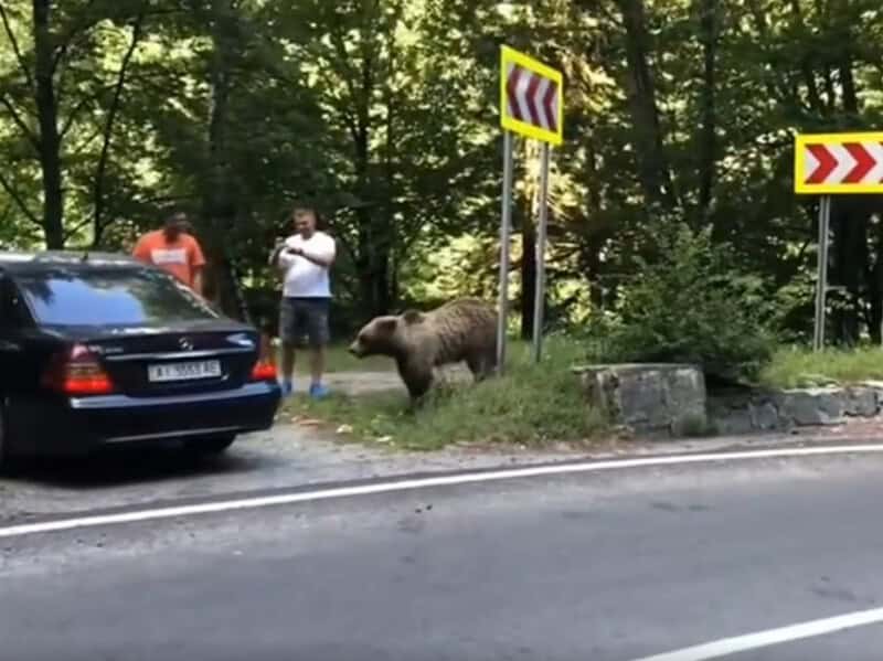 bărbat atacat de urs pe transfăgărășan după ce a vrut să își facă un selfie cu el (video)