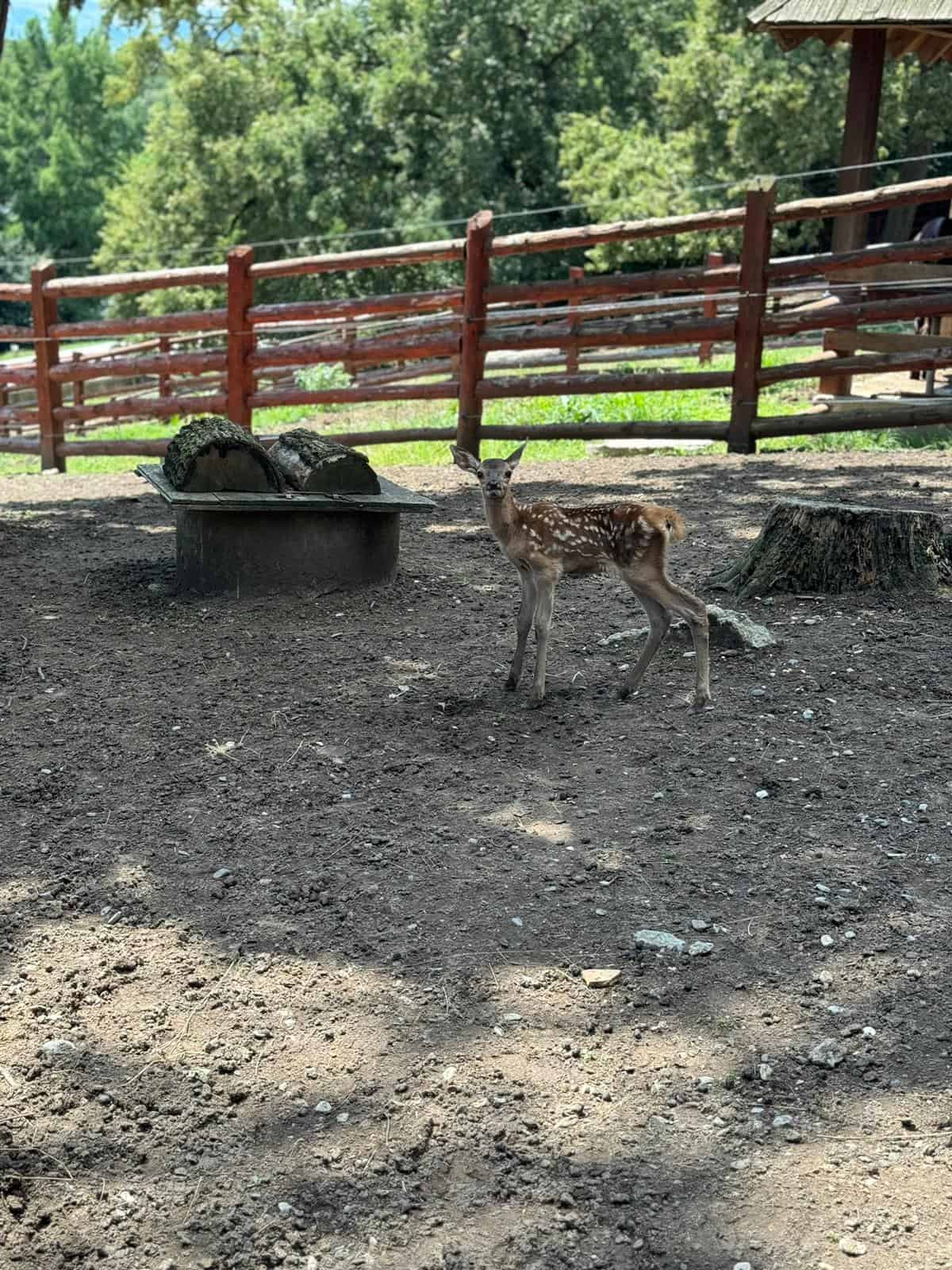 grădina zoologică din sibiu a primit noi locatari. cinci pui de lup alb, atracția principală