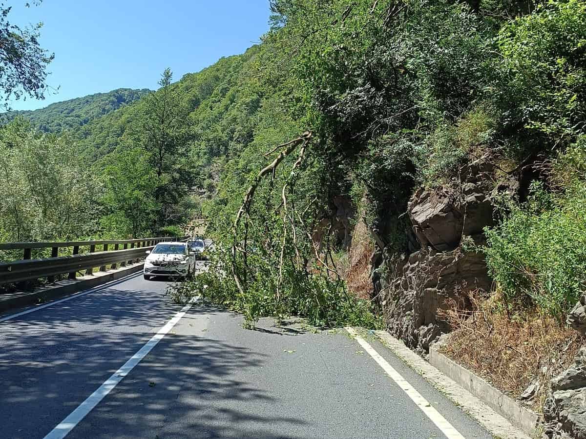 Trafic blocat pe Valea Oltului în Lazaret din cauza unui copac care a căzut pe carosabil (update)