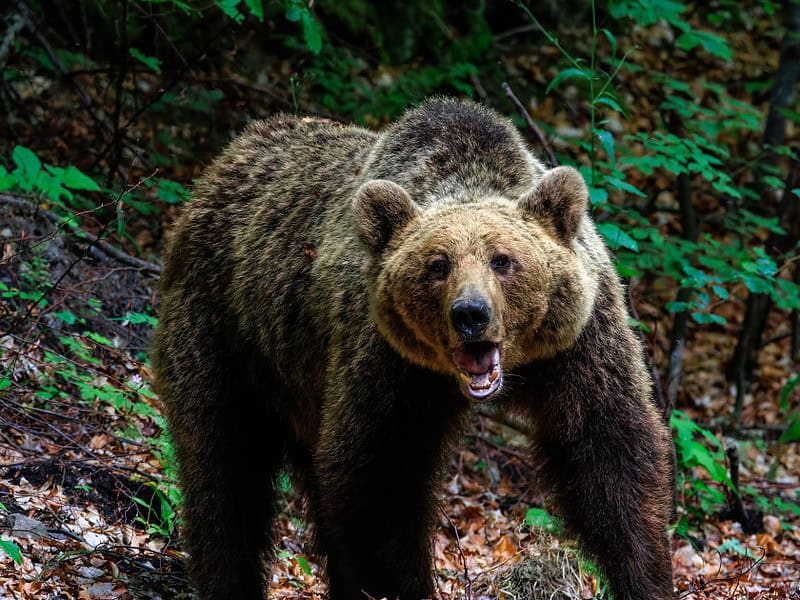 bărbat în stare gravă la spital după ce a fost atacat de urs în județul bistrița năsăud