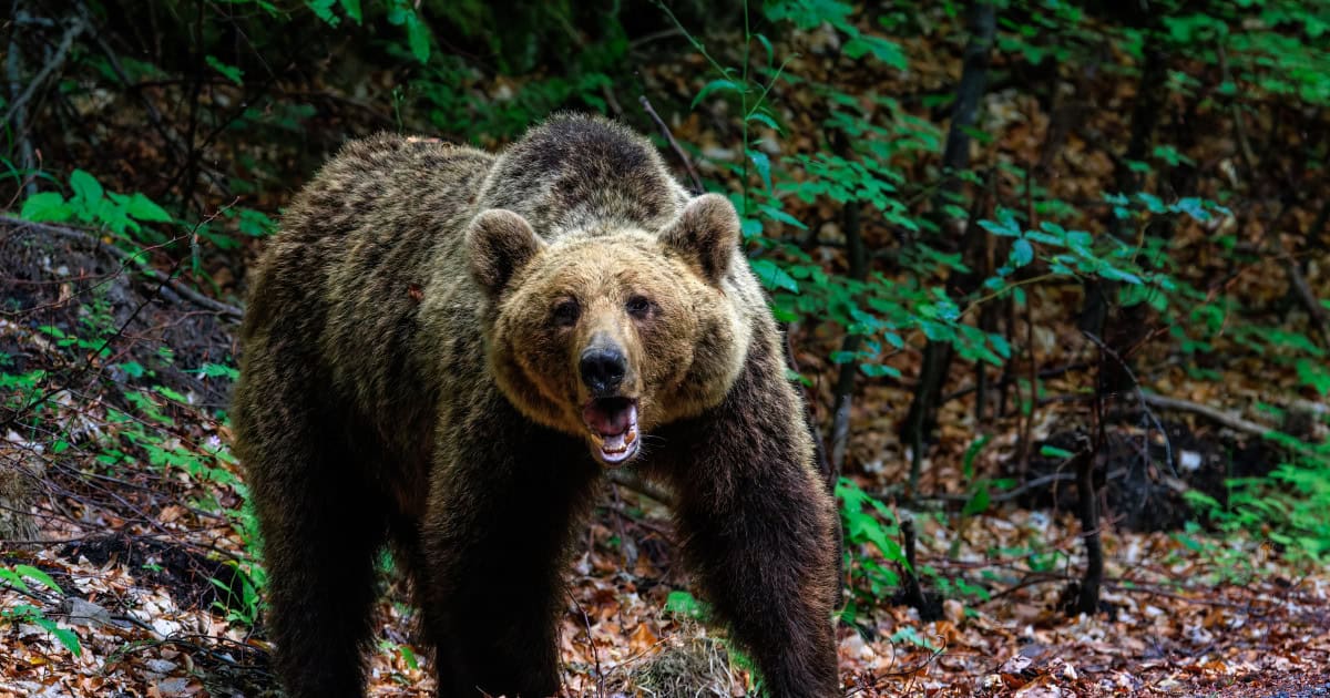 bărbat în stare gravă la spital după ce a fost atacat de urs în județul bistrița năsăud