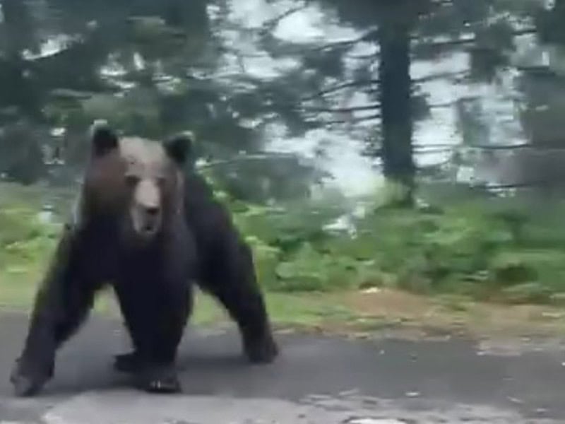 urs ieșit în calea polițiștilor pe transfagarasan. l-au speriat cu sirenele (video)