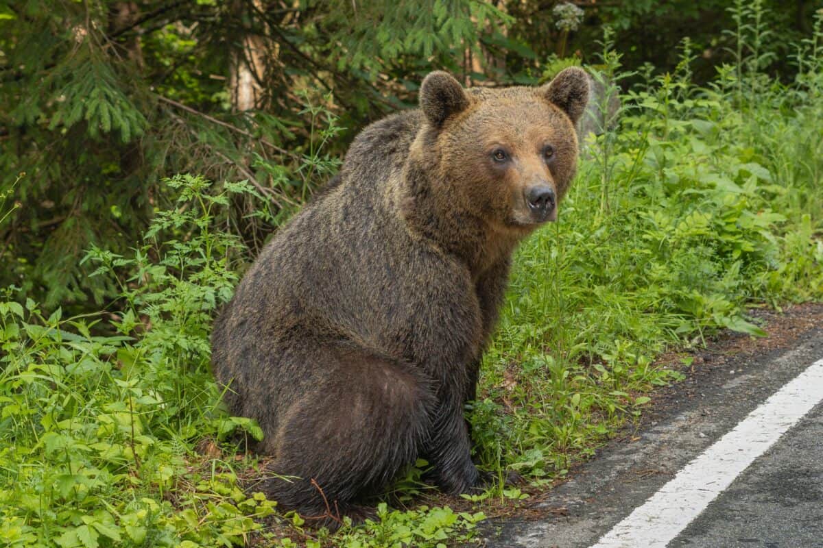 urs văzut lângă o cabană pe valea avrigului. mesaj ro-alert trimis populației