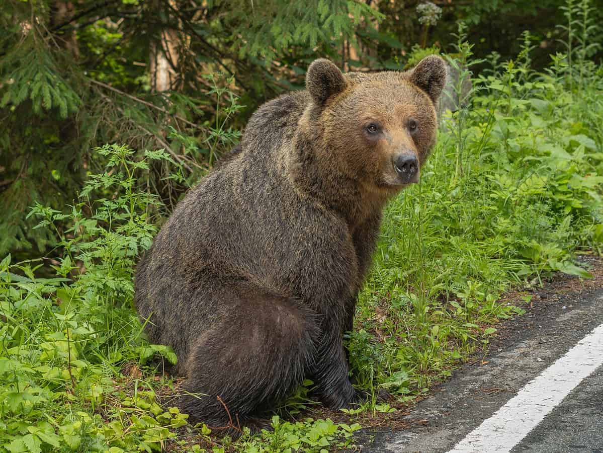 Urs văzut lângă o cabană pe Valea Avrigului. Mesaj RO-Alert trimis populației