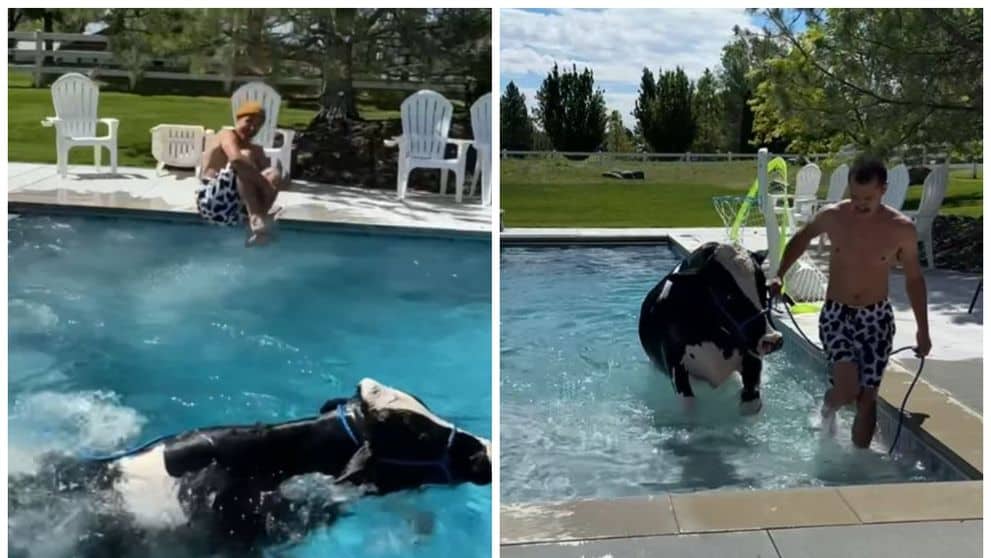 o vacă a devenit celebră după ce stăpânul a băgat-o în piscină ca să înoate cu el (video)