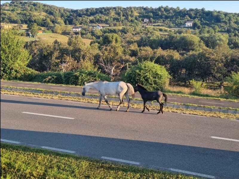 Cai rătăciți pe străzile din Cisnădie. Nimeni nu știe ai cui sunt