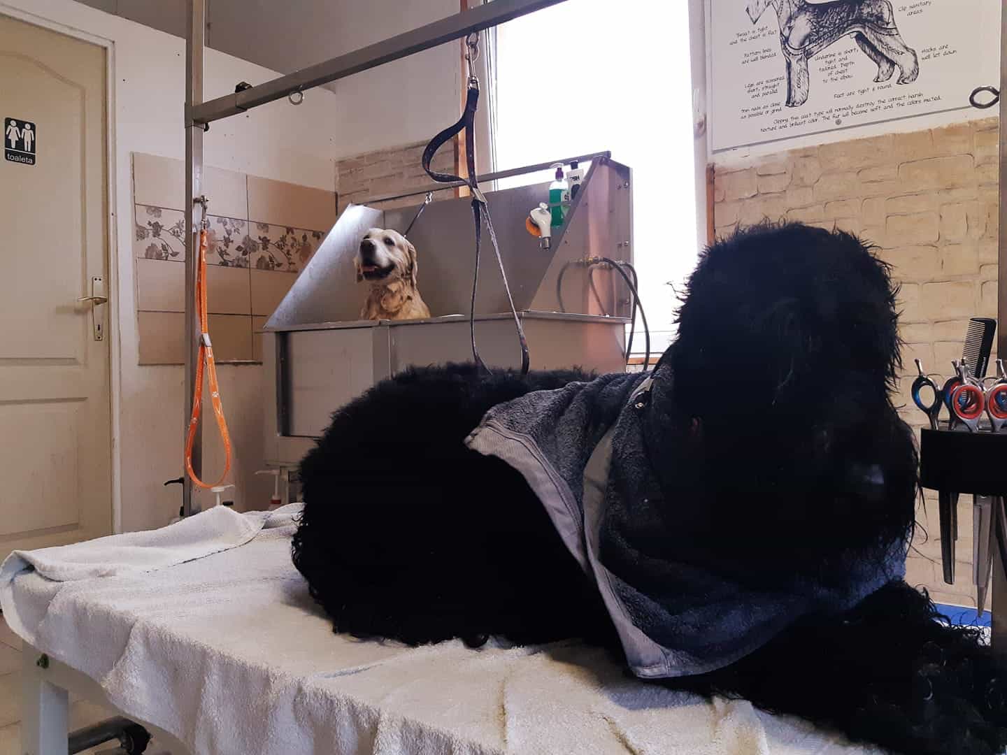 Aglomerație la saloanele de înfrumusețare canină din Sibiu: 2 săptămâni pe lista de așteptare pentru tuns, răsfăț și chiar și masaj