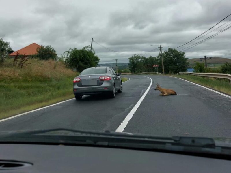 Țap lovit de o mașină în apropiere de Mediaș (foto)