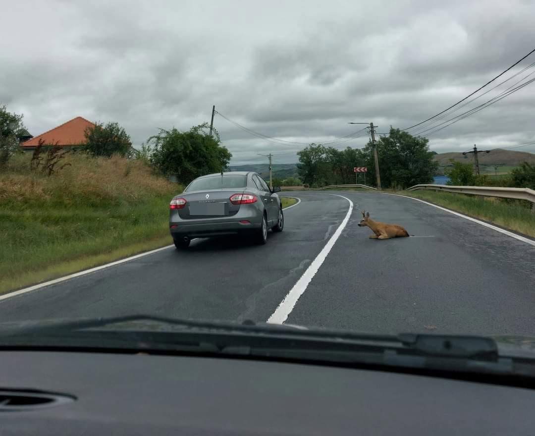 Țap lovit de o mașină în apropiere de Mediaș (foto)