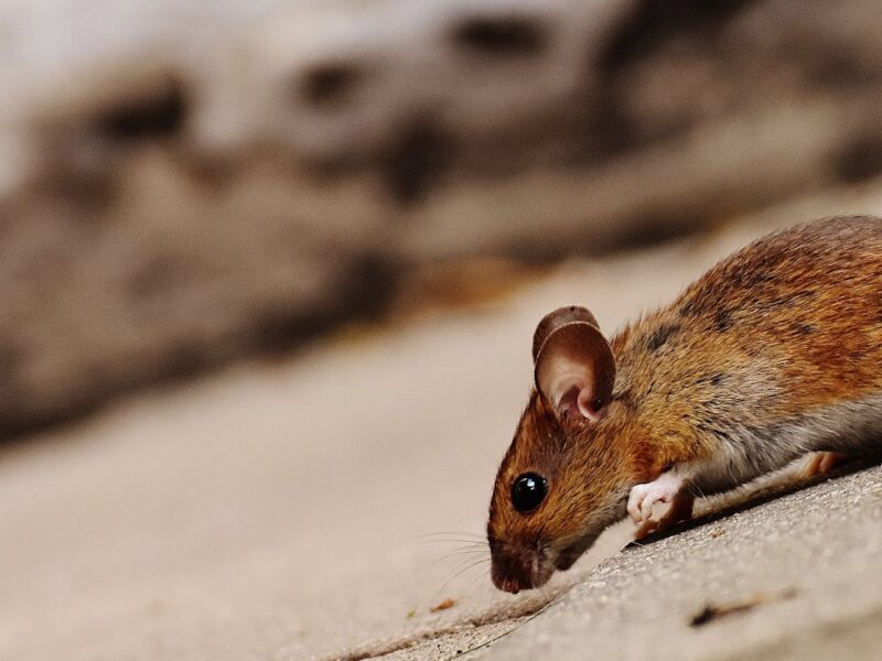 tilt shot of brown rat