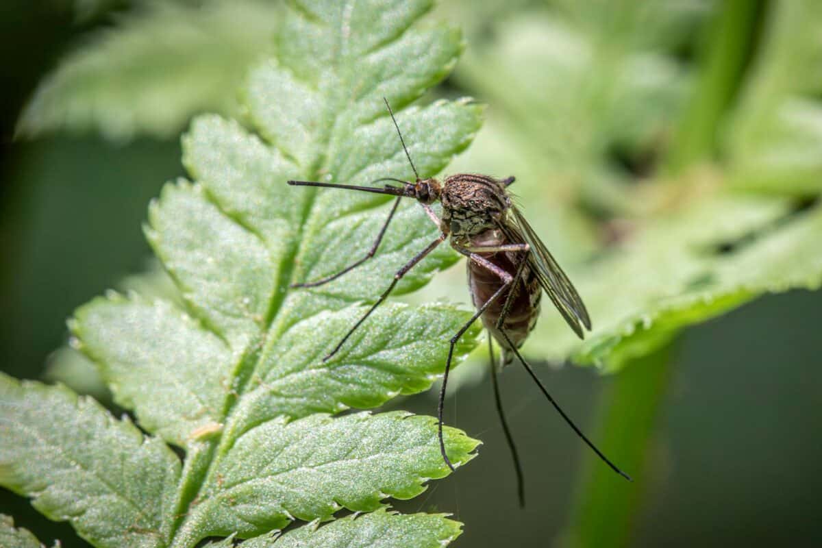 fed mosquito on a leaf