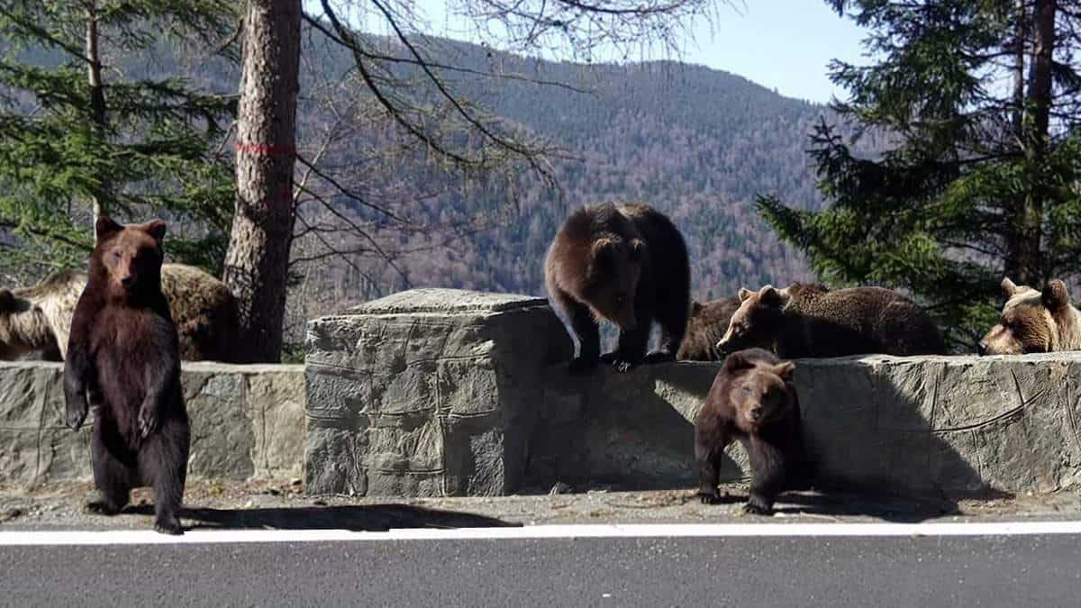 urșii ”cerșători” de pe transfăgărășan, relocați într-un sanctuar special