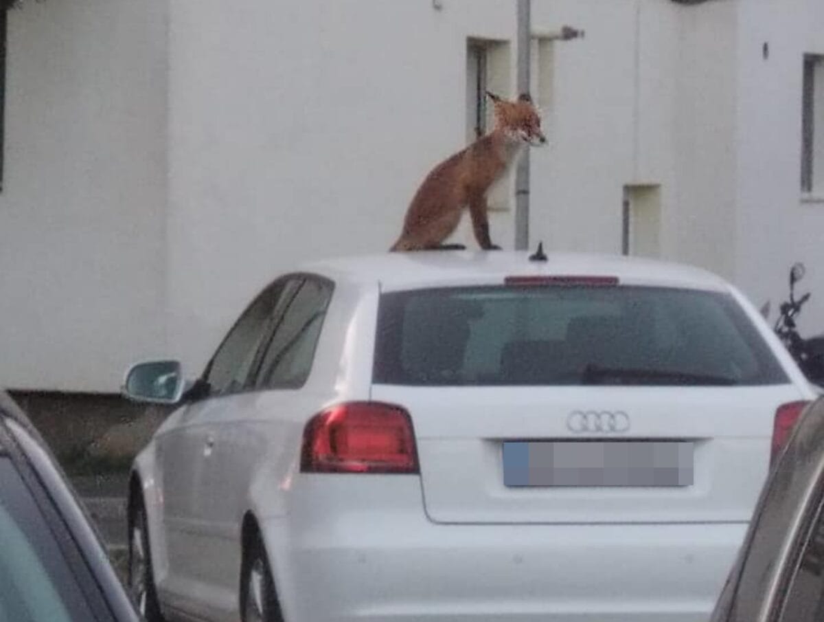 O vulpe este „rezidentă” în cartierul Ștrand. Locatarii i-au pus și nume (foto)