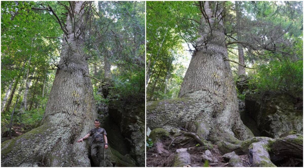 „paznicul cibinului”, bradul de 500 de ani din gura râului, continuă să fascineze turiștii cu povestea sa legendară