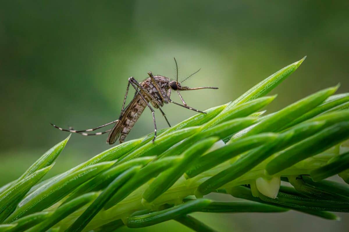 mosquito lurking on a conifer stem