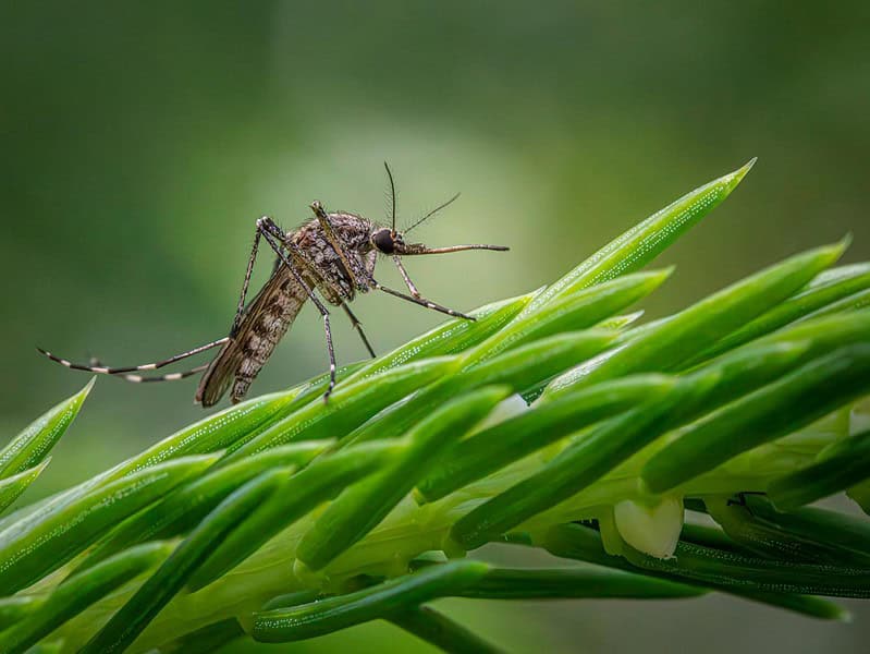 mosquito lurking on a conifer stem