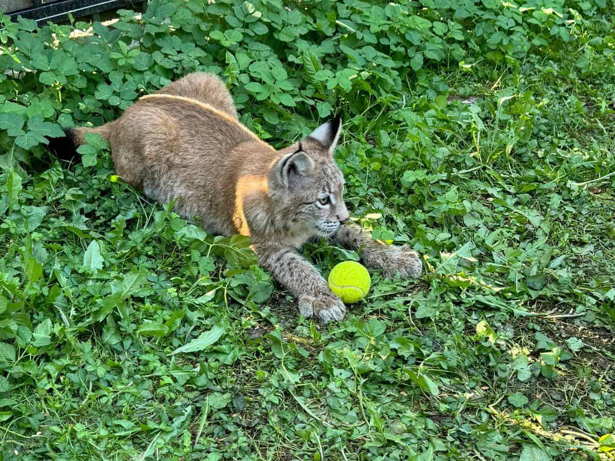 pui de marmosetă și râs, noile atracții la grădina zoologică sibiu