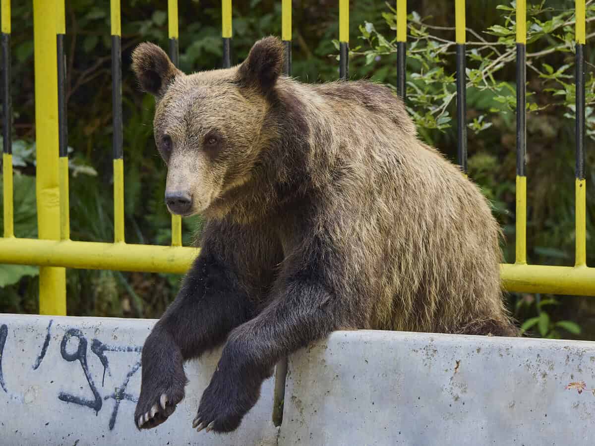 băiat rănit de urs pe transfăgărășan