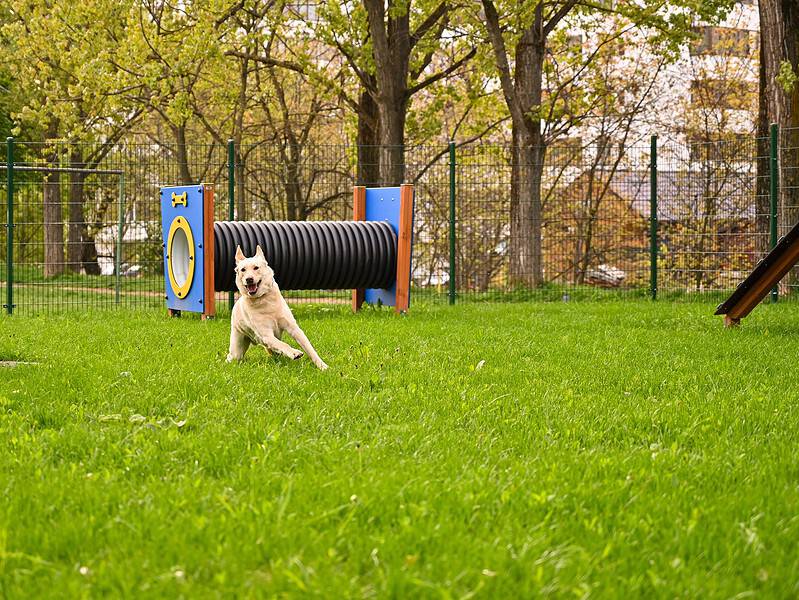 sterilizare gratuită la sibiu pentru câinii din rasa metiși