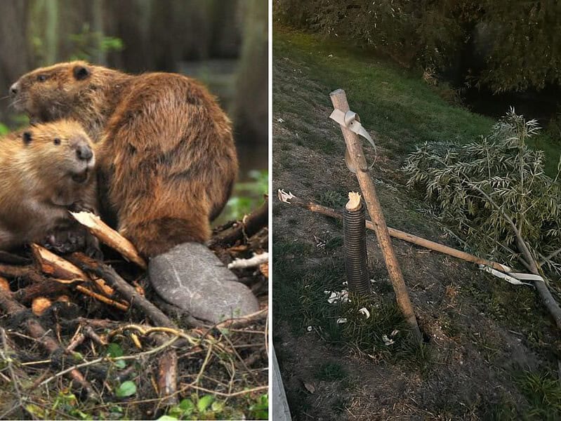 castorii retează sălciile de pe malul cibinului. soluția găsită de primărie nu dă roade (foto)