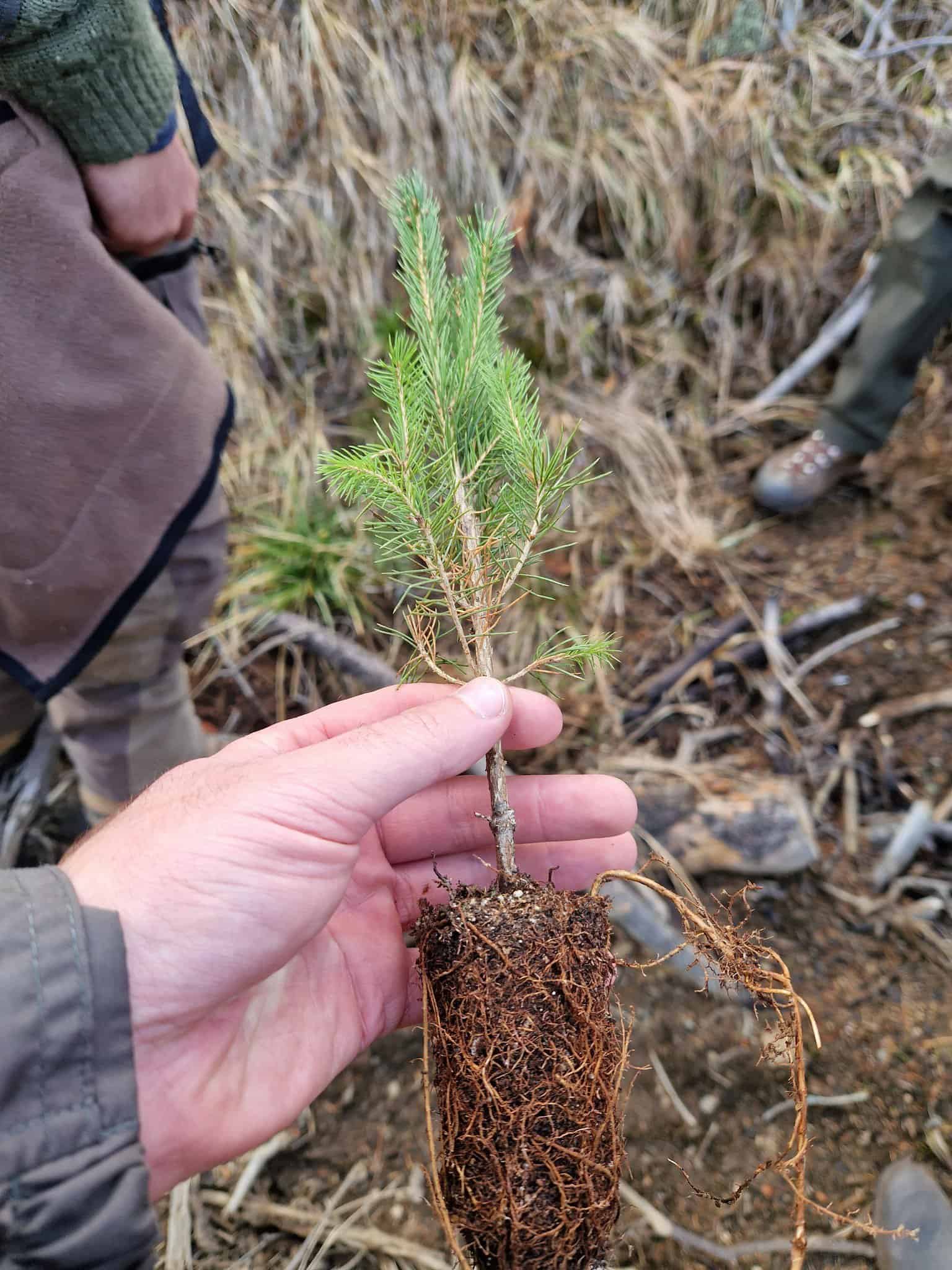 reîmpădurire de amploare în județul sibiu. zeci de mii de puieți plantați printr-o nouă metodă (foto)