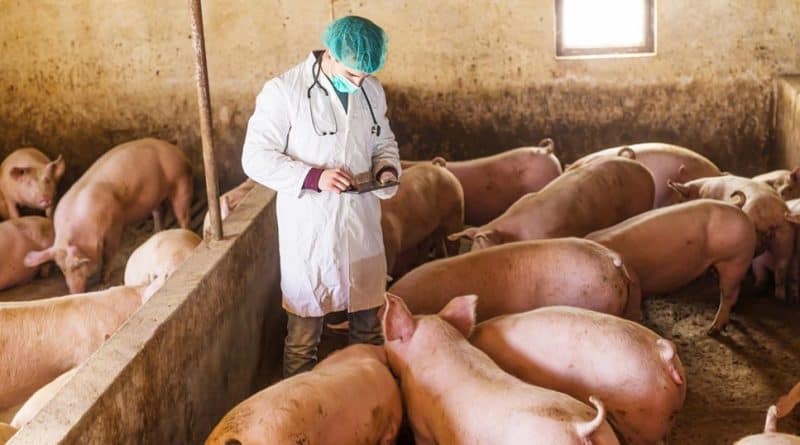 focar de pestă porcină la o fermă din veștem. aproape 2.000 de porci vor fi uciși prin gazare