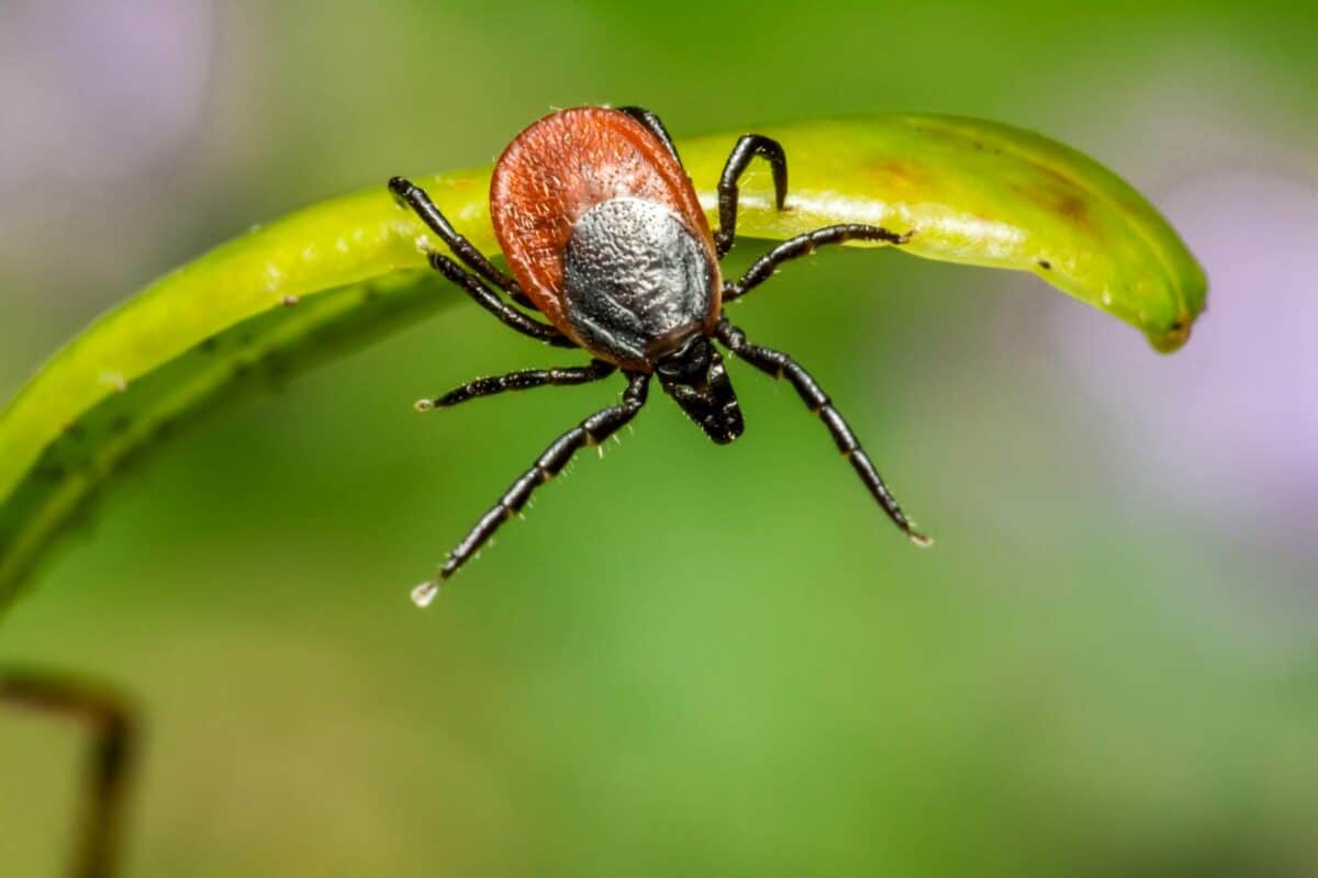 brown tick on green leaf