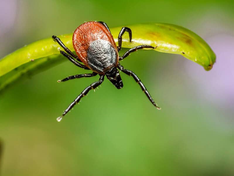 brown tick on green leaf