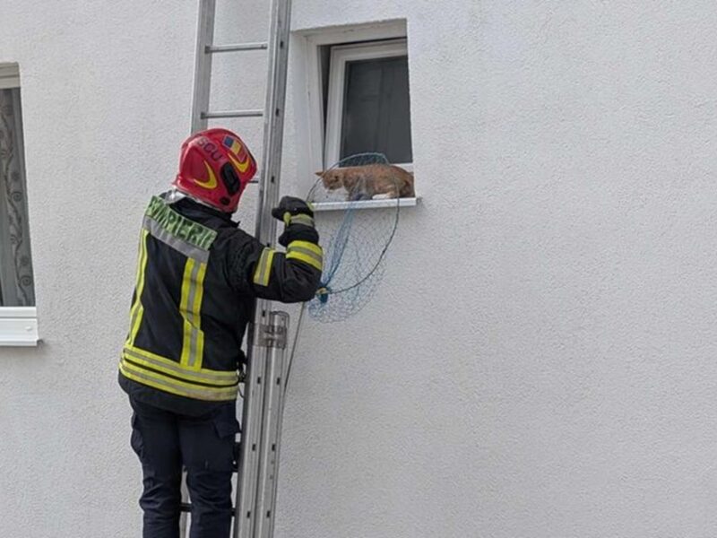 pui de pisică salvat de pompieri de pe pervazul unui bloc din cartierul arhitecților (foto)