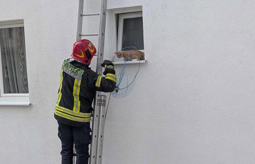 pui de pisică salvat de pompieri de pe pervazul unui bloc din cartierul arhitecților (foto)