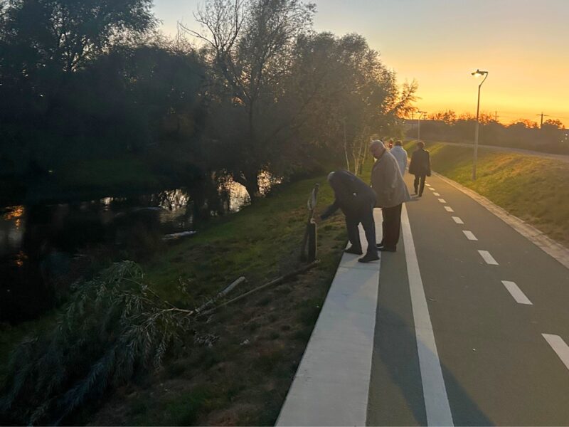 act de vandalism pe malul râului cibin. salcie de lângă pista de biciclete, tăiată cu toporul (foto)