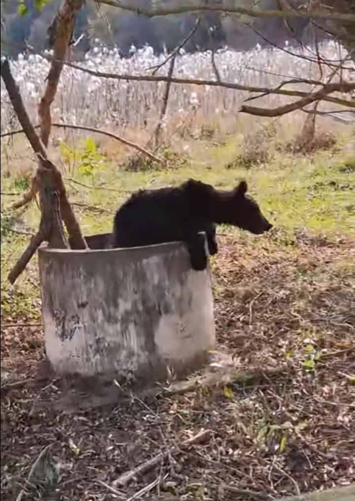 Pui de urs salvat dintr-un canal la Moșna. „L-am ajutat să iasă cu un lemn” (video)