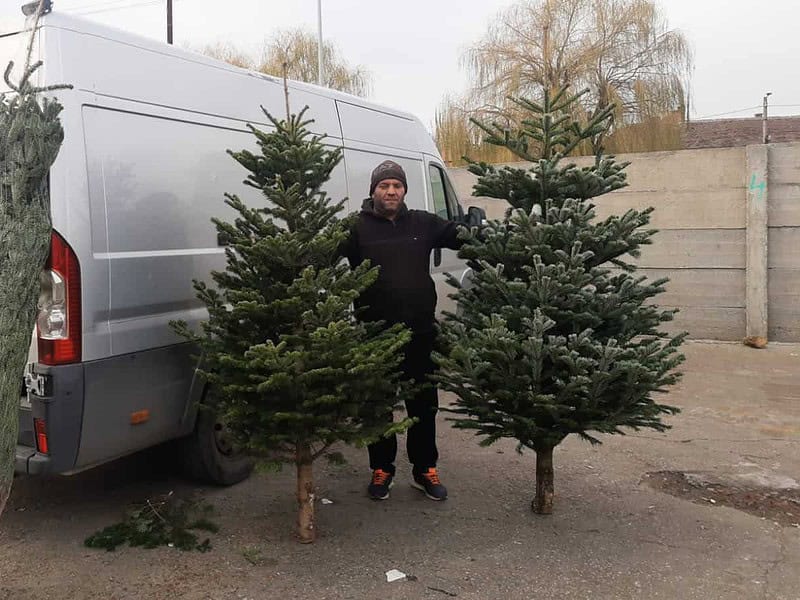 se apropie sărbătorile. cât o să coste un brad de crăciun în această iarnă