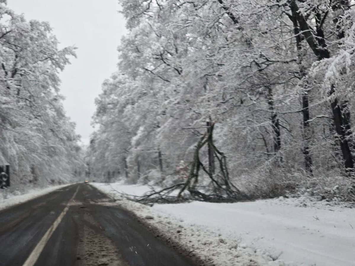 Copaci căzuți din cauza zăpezii pe mai multe străzi din Sibiu. Pompierii, apel important către populație