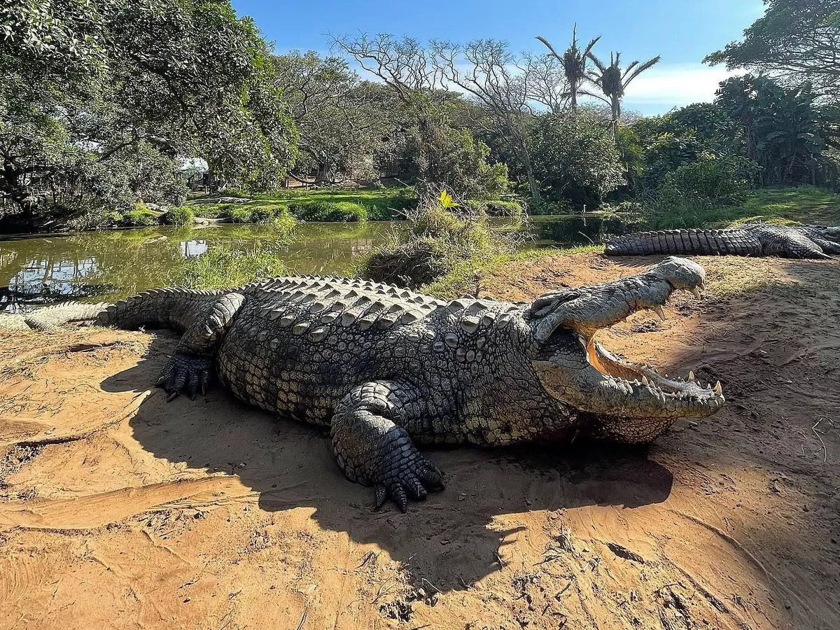 a murit cel mai mare crocodil din lume. măsura aproape 5,5 metri (video)