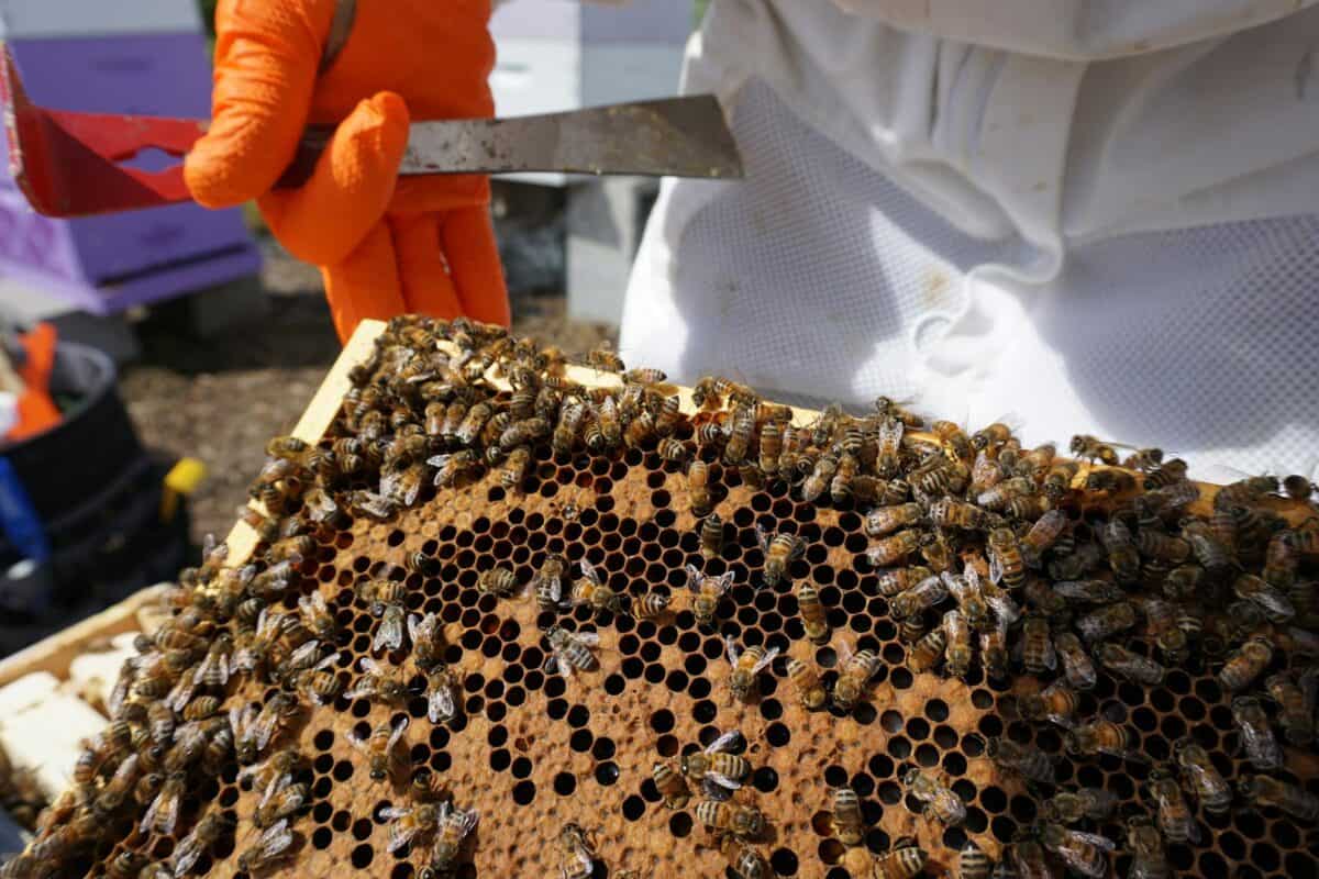 working bees on honeycomb taken from hive