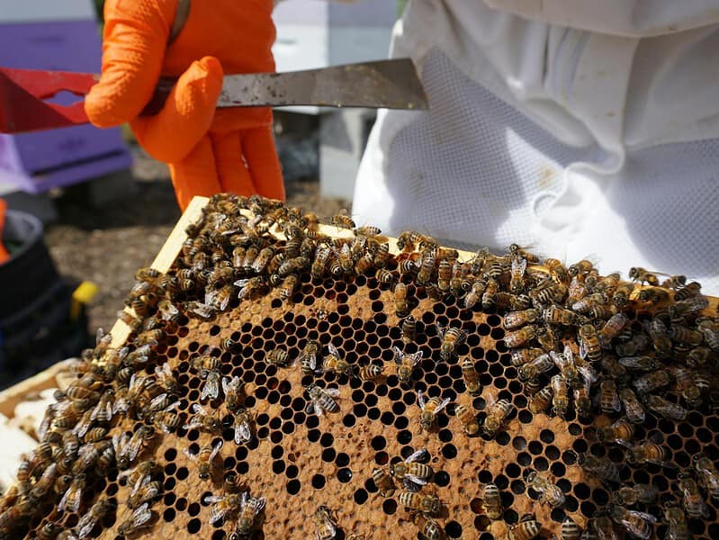 working bees on honeycomb taken from hive