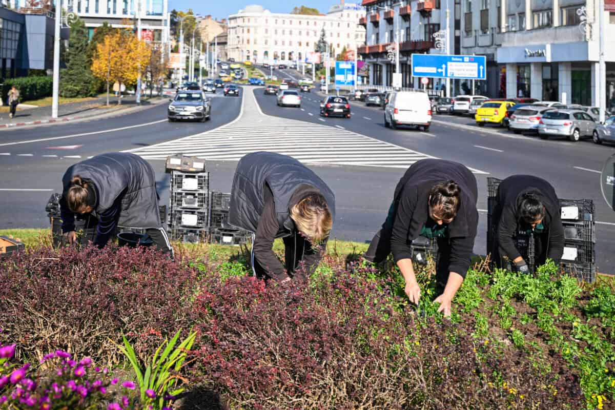 sute de arbori și arbuști și aproape 60.000 de flori vor fi plantate în această toamnă în tot sibiul (foto)