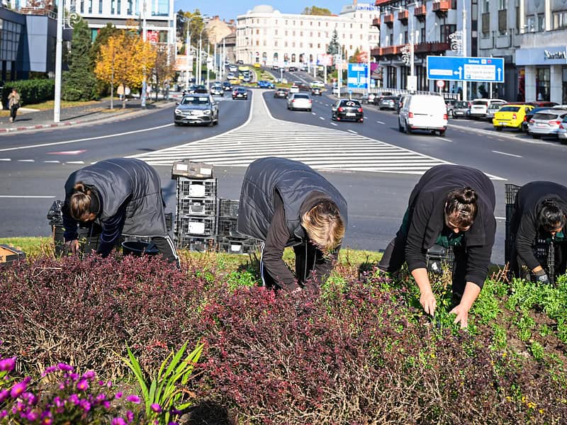 sute de arbori și arbuști și aproape 60.000 de flori vor fi plantate în această toamnă în tot sibiul (foto)