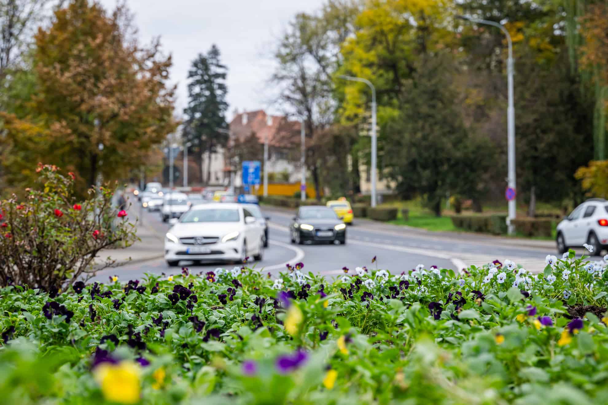 sute de arbori și arbuști și aproape 60.000 de flori vor fi plantate în această toamnă în tot sibiul (foto)