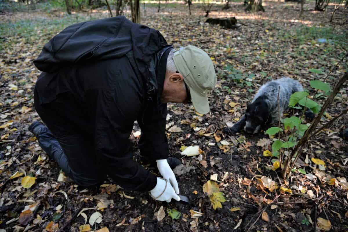 Trufele românești în pericol de dispariție. ANPM cere reglementări mai stricte