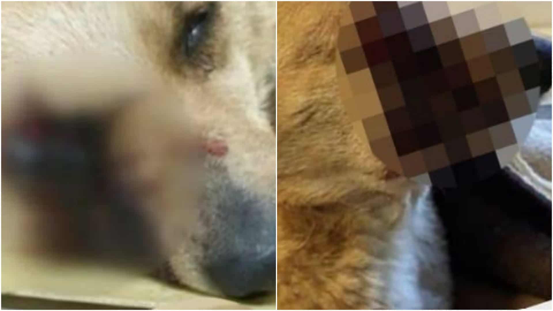 Petardele fac ravagii de sărbători printre animalele de companie la Sibiu. ,,Multe nu mai ajung niciodată acasă”