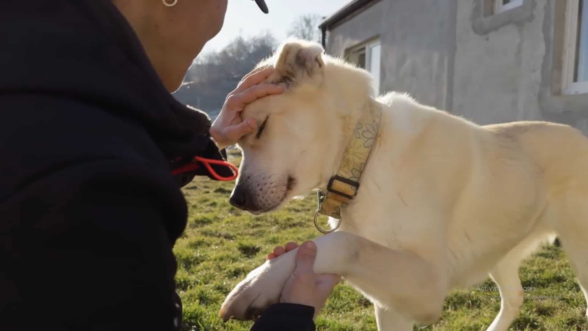 ,,Veteranii” adăpostului de animale din Sibiu. Gina, Lilou și Keano așteaptă de 3 ani să fie adoptați (video foto)