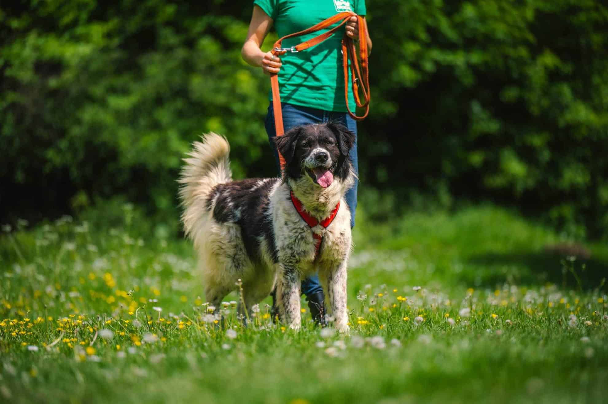 ,,Veteranii” adăpostului de animale din Sibiu. Gina, Lilou și Keano așteaptă de 3 ani să fie adoptați (video foto)