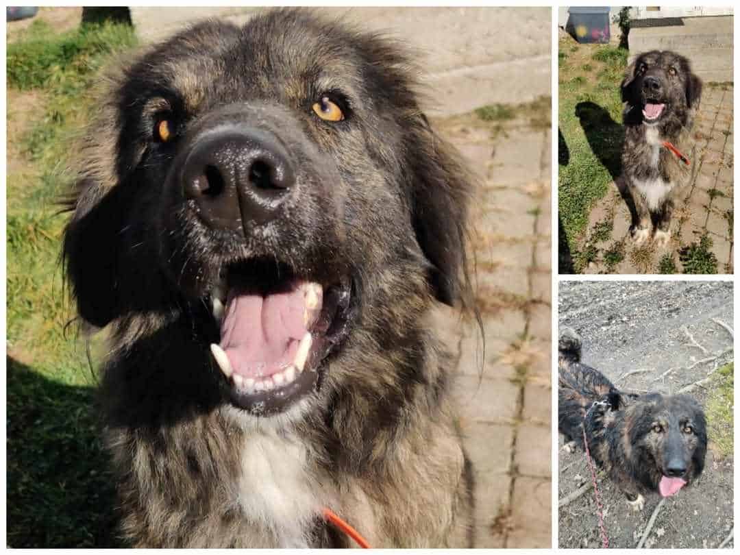 Povestea lui Mimu, motanul ”veteran” din adăpostul Animal Life. Așteaptă de 2 ani să fie adoptat