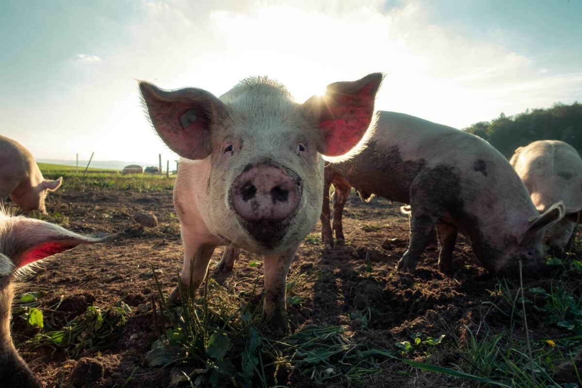 Cât costă carnea de porc pentru Crăciun în Sibiu. Crescător: „Avem prețurile ca anul trecut, dar cererea e mică”