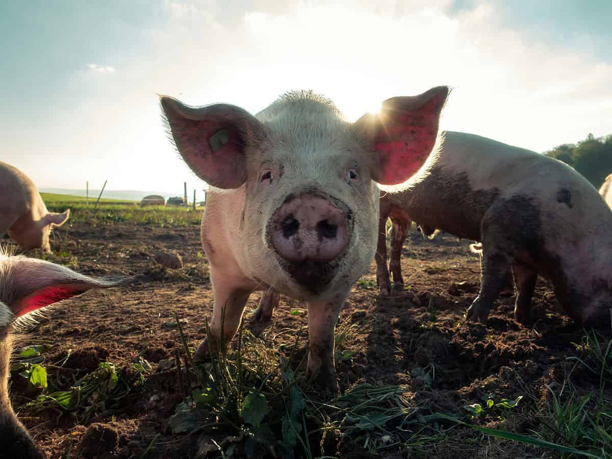 Cât costă carnea de porc pentru Crăciun în Sibiu. Crescător: „Avem prețurile ca anul trecut, dar cererea e mică”