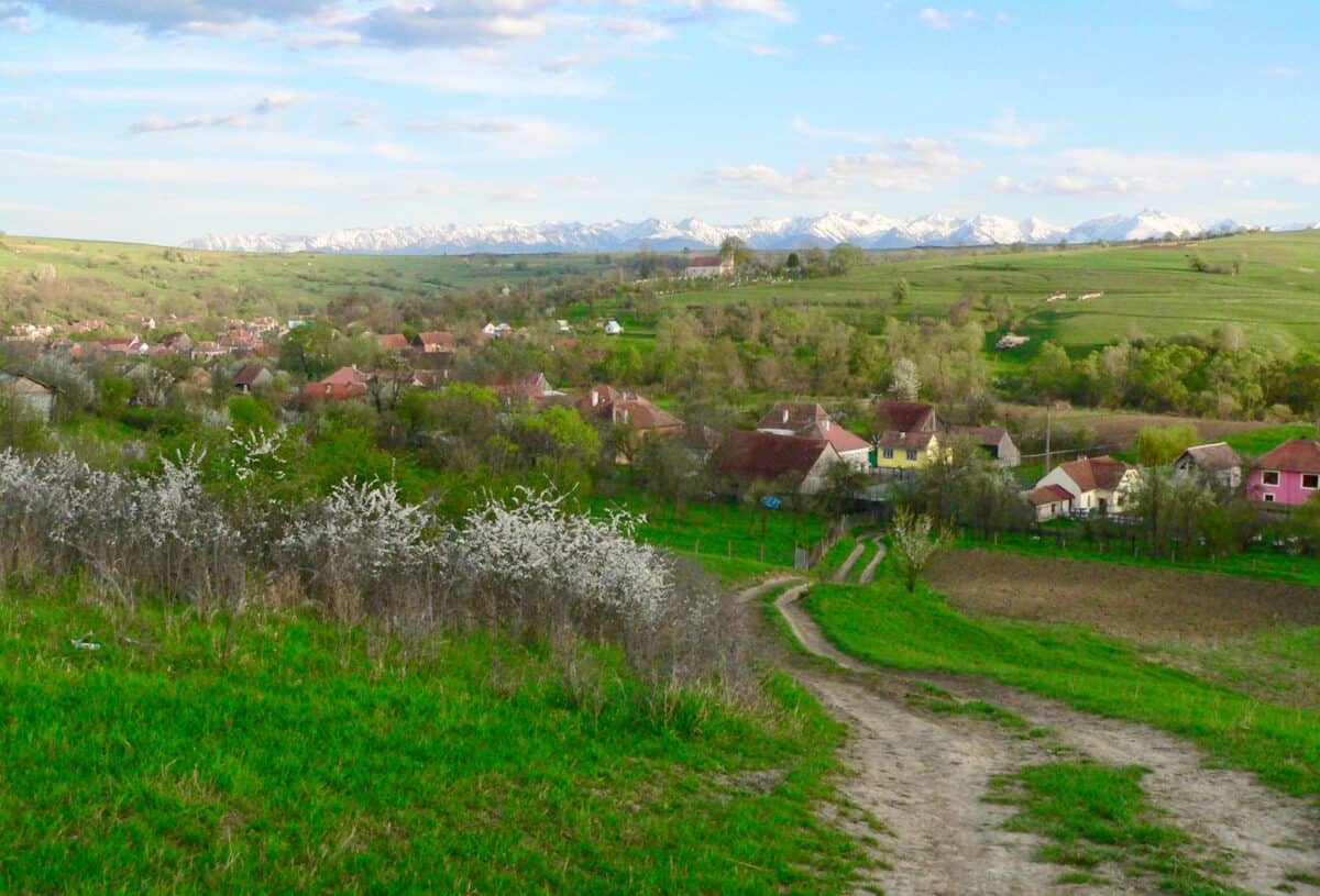 O sibiancă împădurește un teren din Fofeldea cu bani europeni